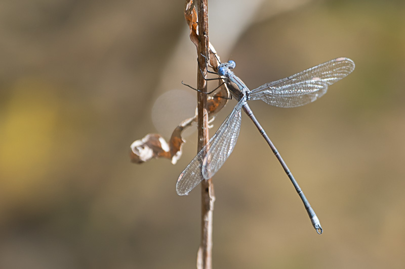 California Spreadwing